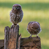 Little owls